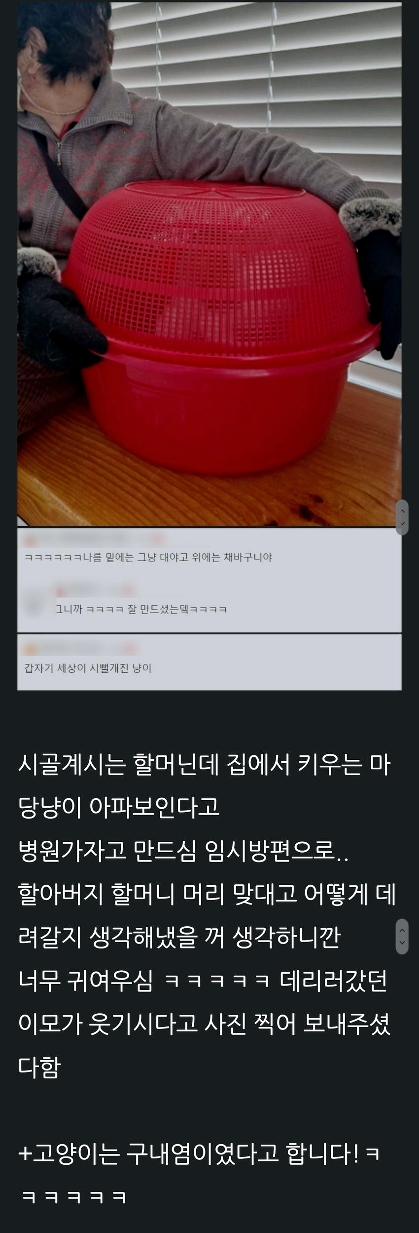 시골 마당냥이를 병원에 데려가기 위한 할아버지 할머니의 방안