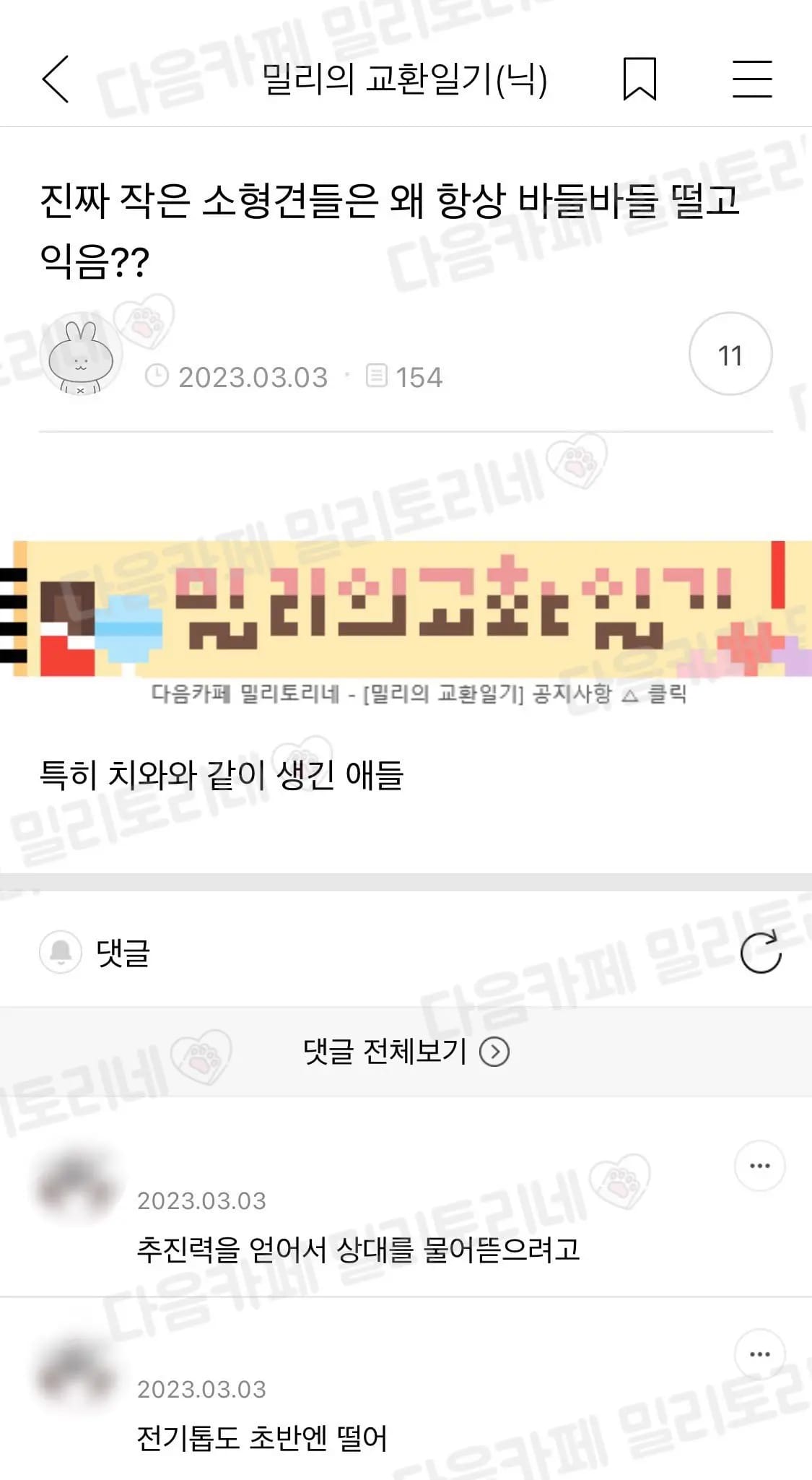 치와와가 떠는 이유 jpg