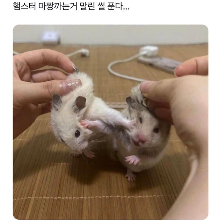 햄스터 맞짱뜨는거 말린 썰 푼다