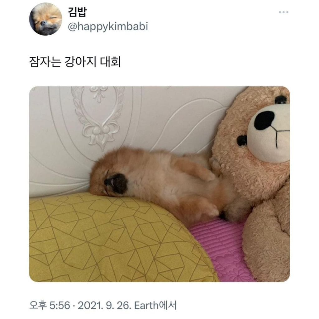 잠자는 강아지 대회
