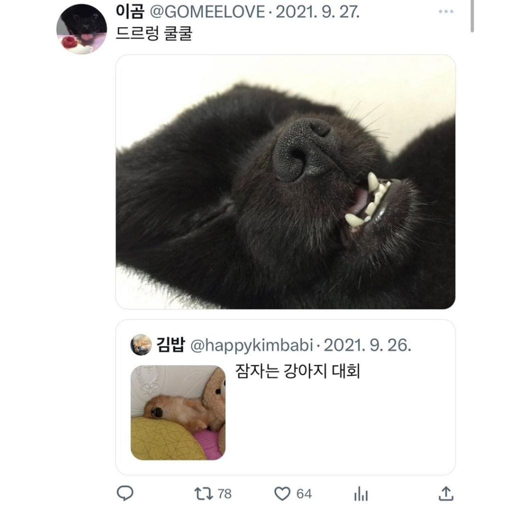 잠자는 강아지 대회
