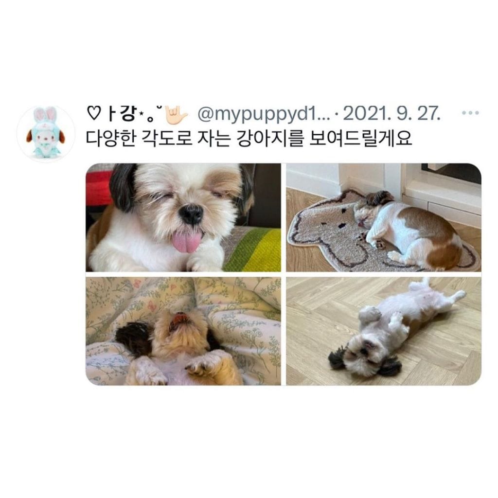잠자는 강아지 대회