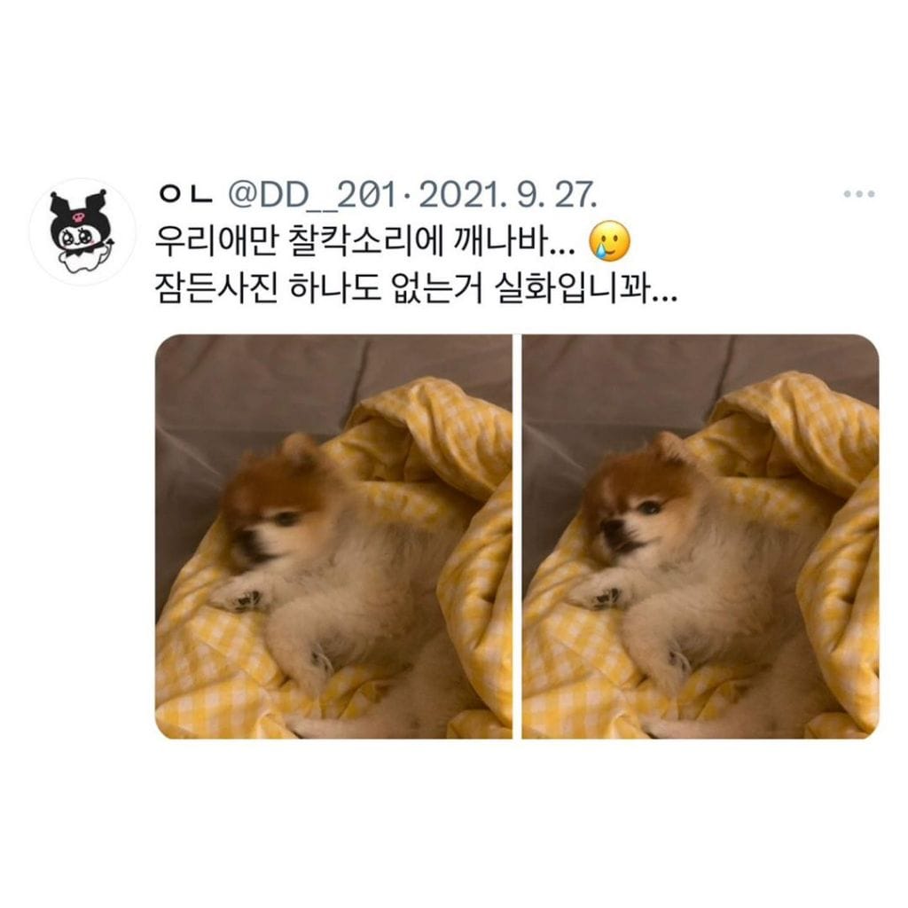 잠자는 강아지 대회