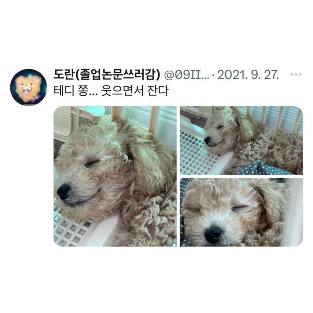 잠자는 강아지 대회