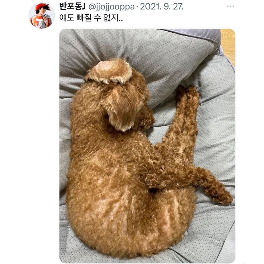 잠자는 강아지 대회