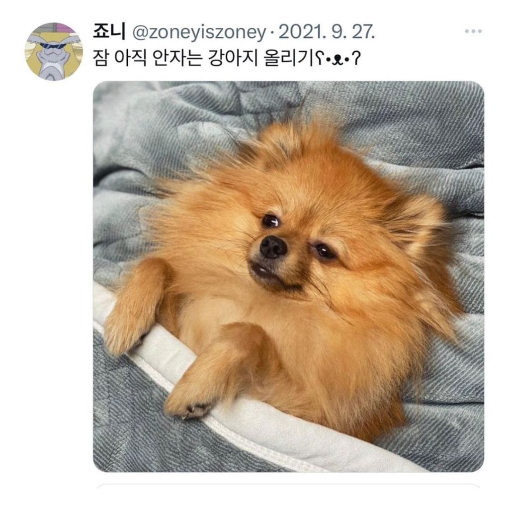잠자는 강아지 대회