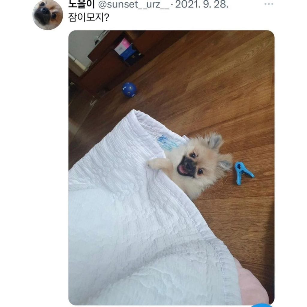 잠자는 강아지 대회