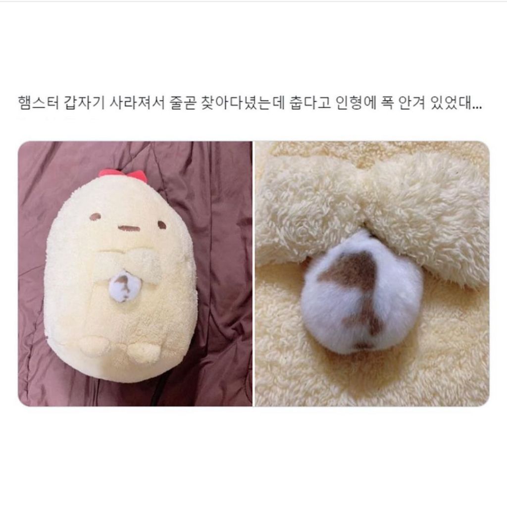 도망쳤지만 너무 추웠던 햄스터