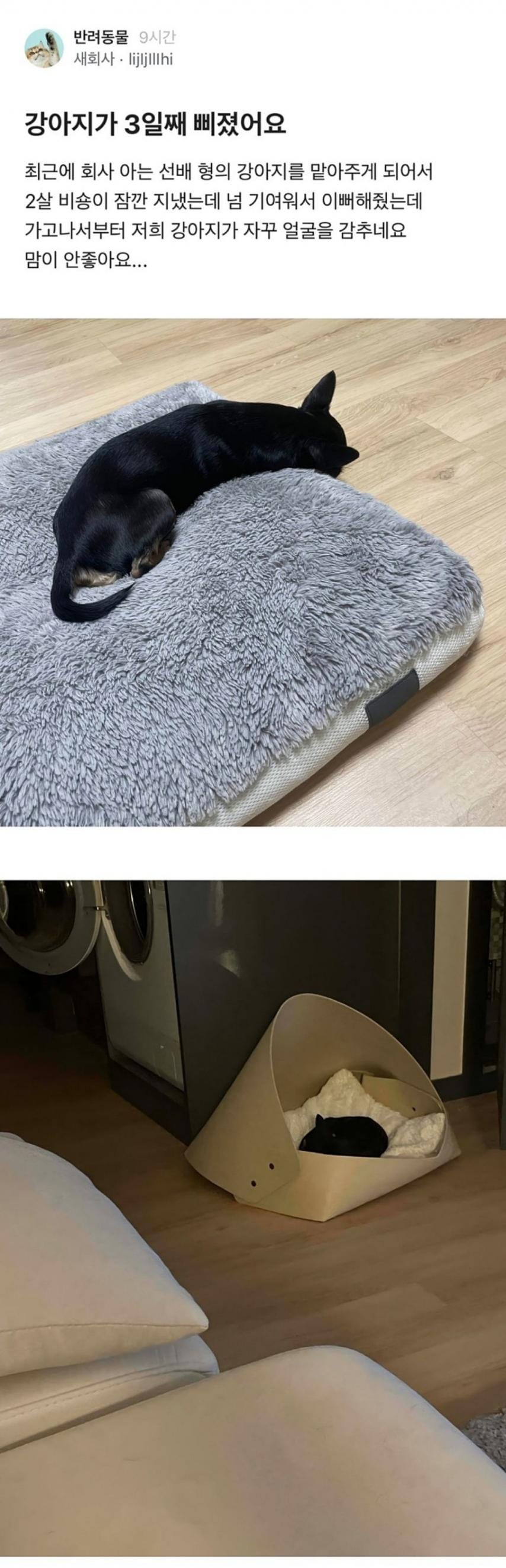 강아지가 3일째 삐졌어요