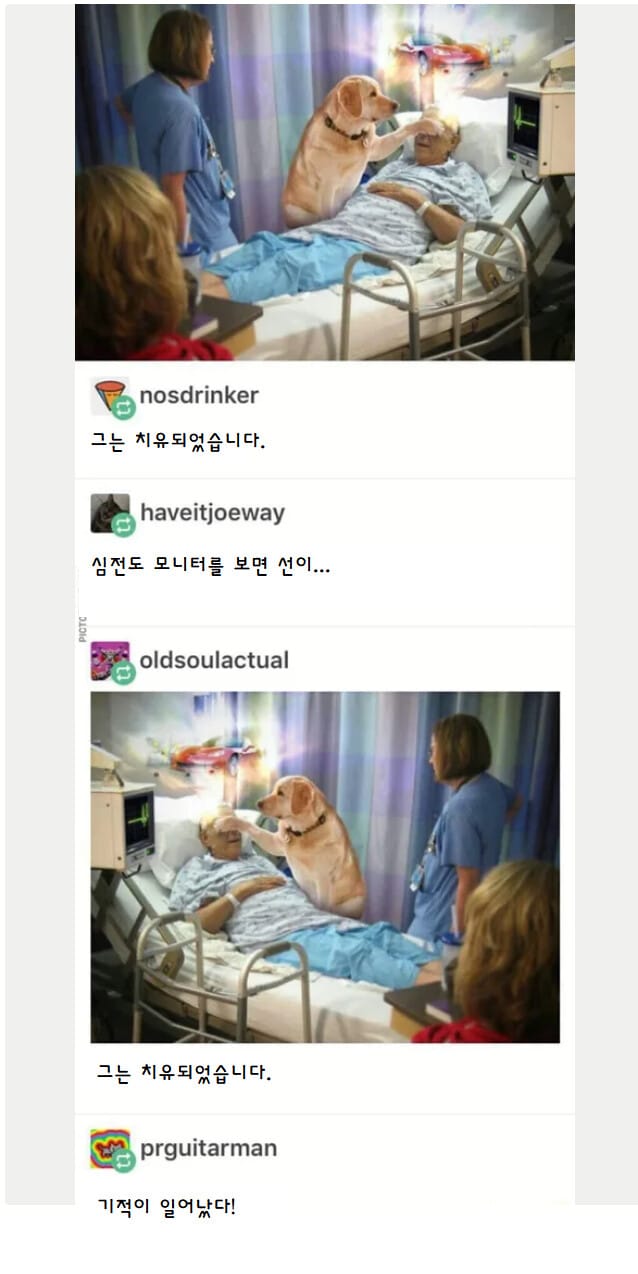 기적을 행하는 강아지