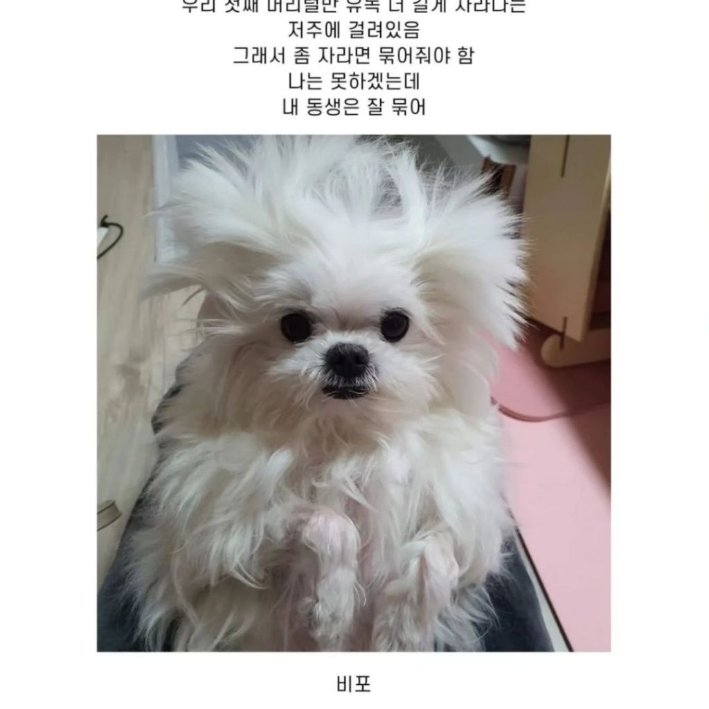 내 동생 강아지 머리 잘 묶어