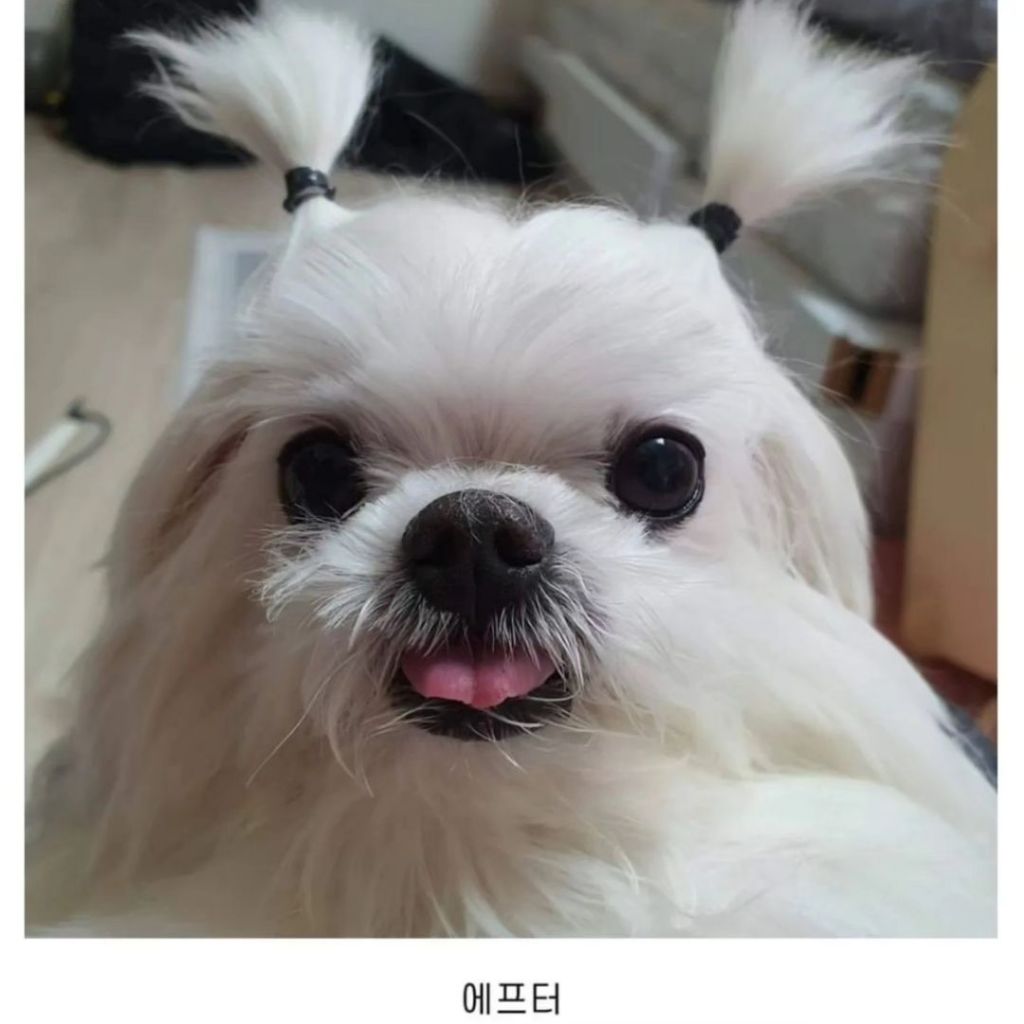 내 동생 강아지 머리 잘 묶어