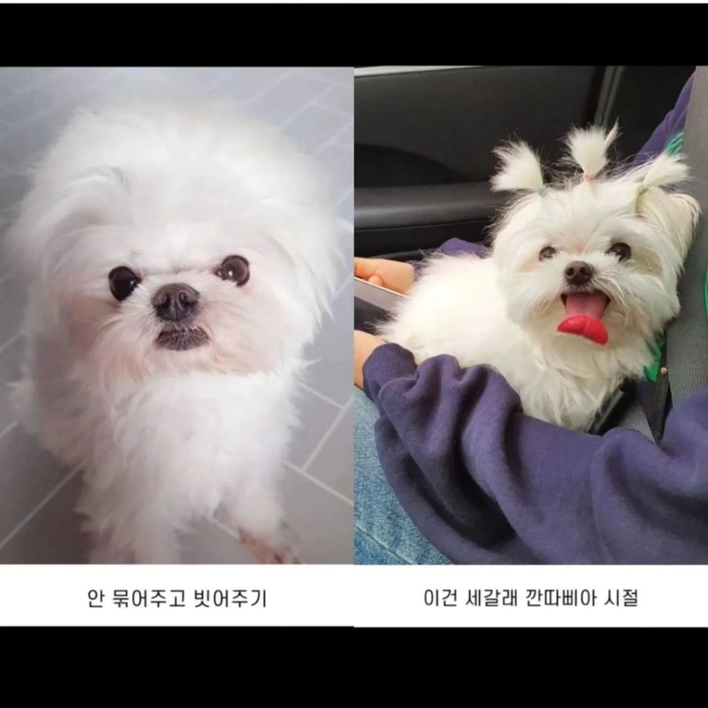 내 동생 강아지 머리 잘 묶어