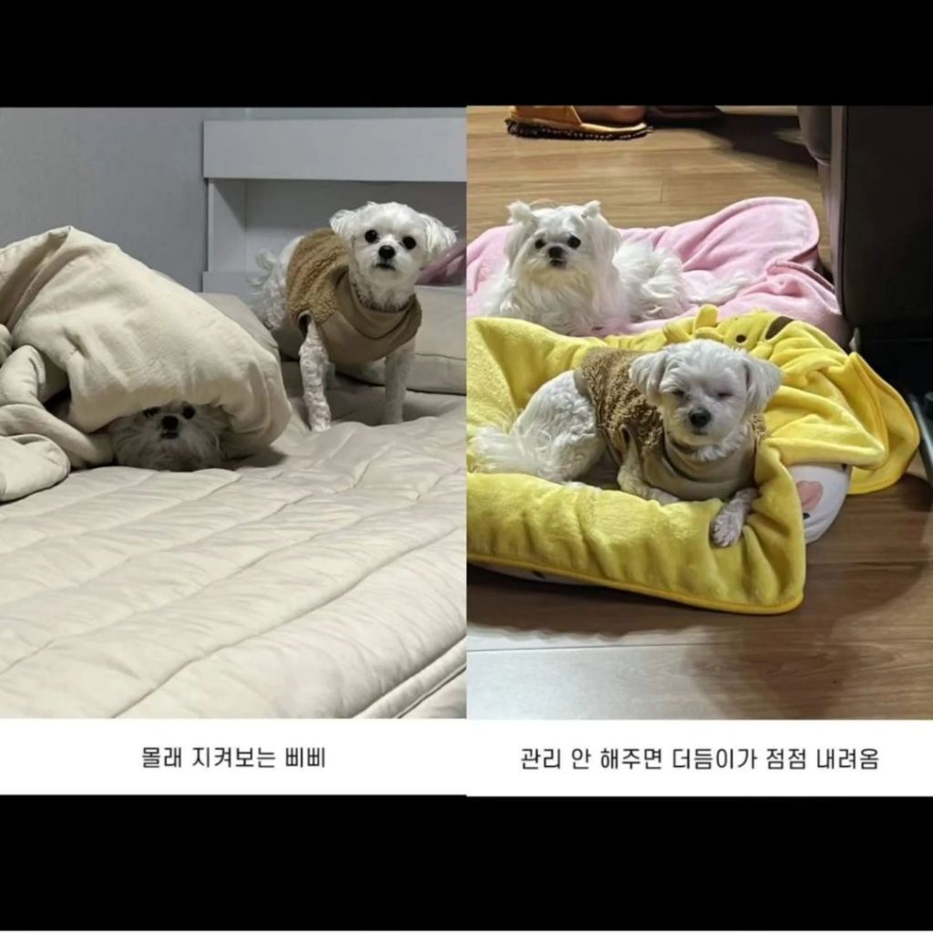 내 동생 강아지 머리 잘 묶어