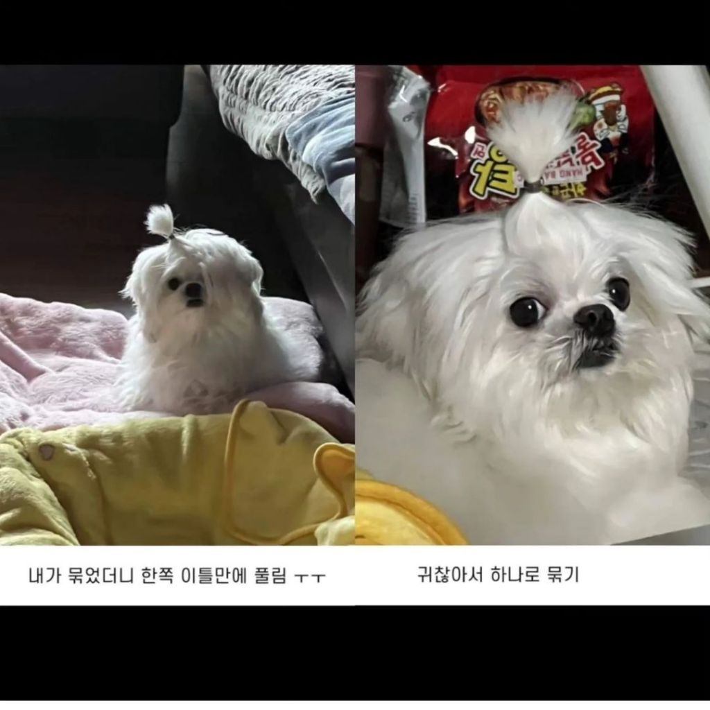 내 동생 강아지 머리 잘 묶어