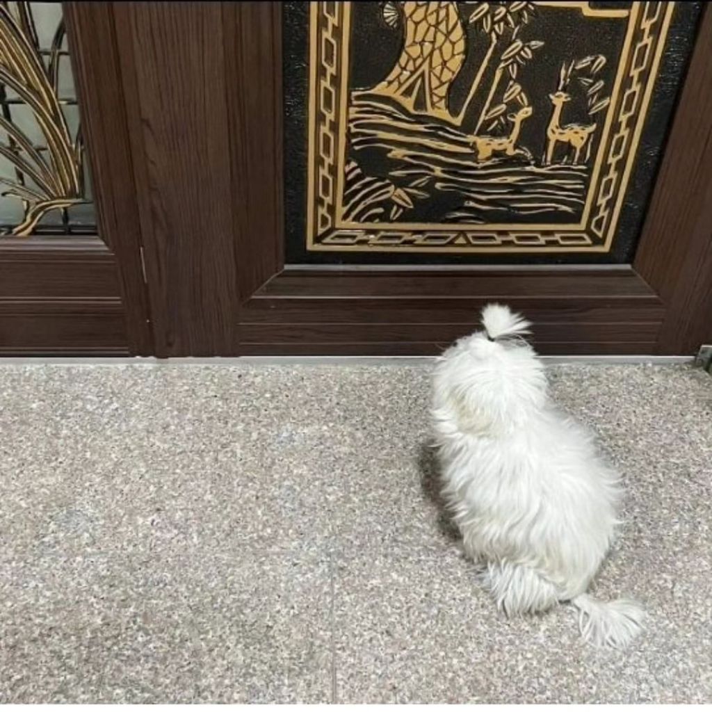내 동생 강아지 머리 잘 묶어