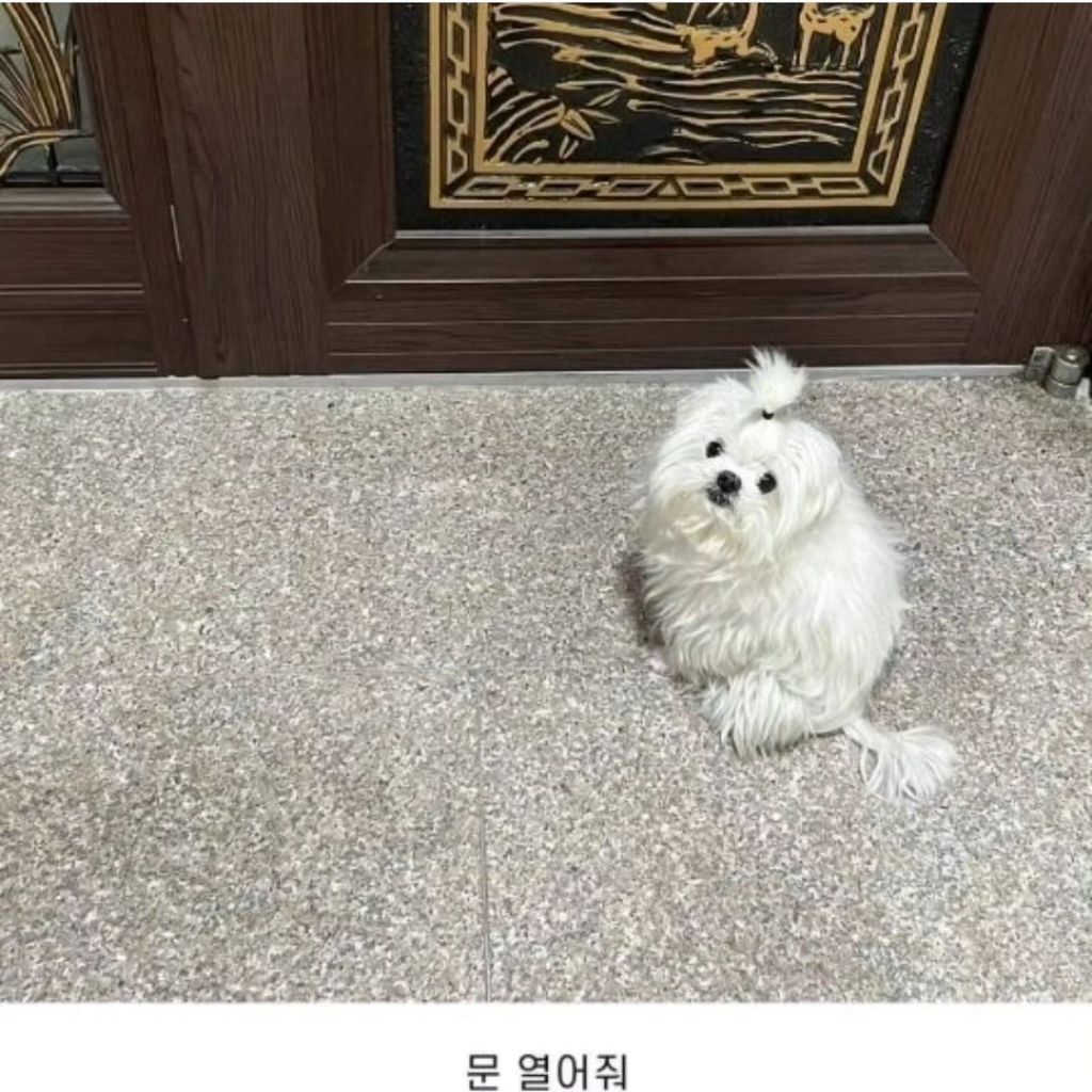 내 동생 강아지 머리 잘 묶어