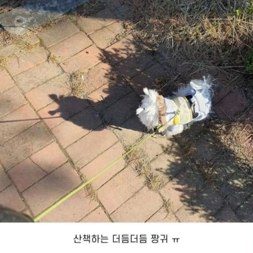 내 동생 강아지 머리 잘 묶어