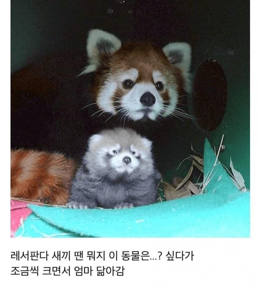 레서판다 성장과정 100일까지 5짤 요약