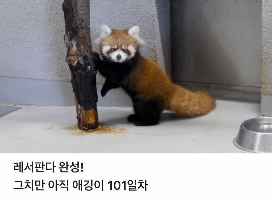 레서판다 성장과정 100일까지 5짤 요약