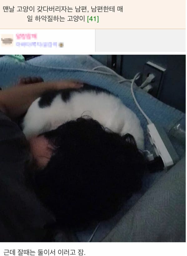 맨날 고양이 갖다 버리자는 남편 남편한테 맨날 하악질하는 고양이.jpg