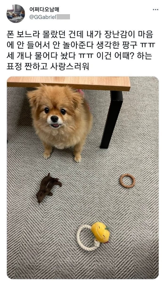 장난감이 마음에 안들어서 안놀아준다 생각한 댕댕이.jpg