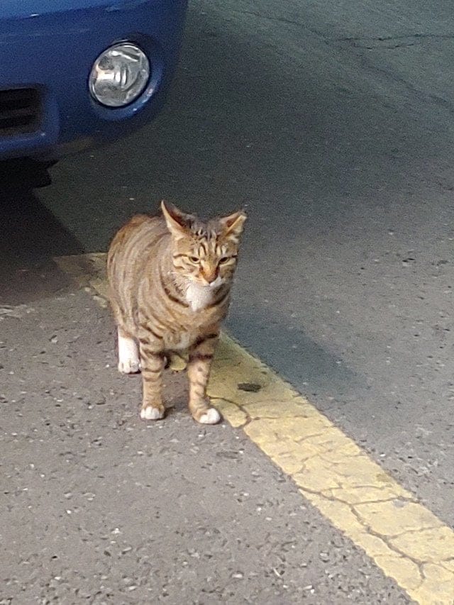 알바하는데 찾아온 집고양이.jpg