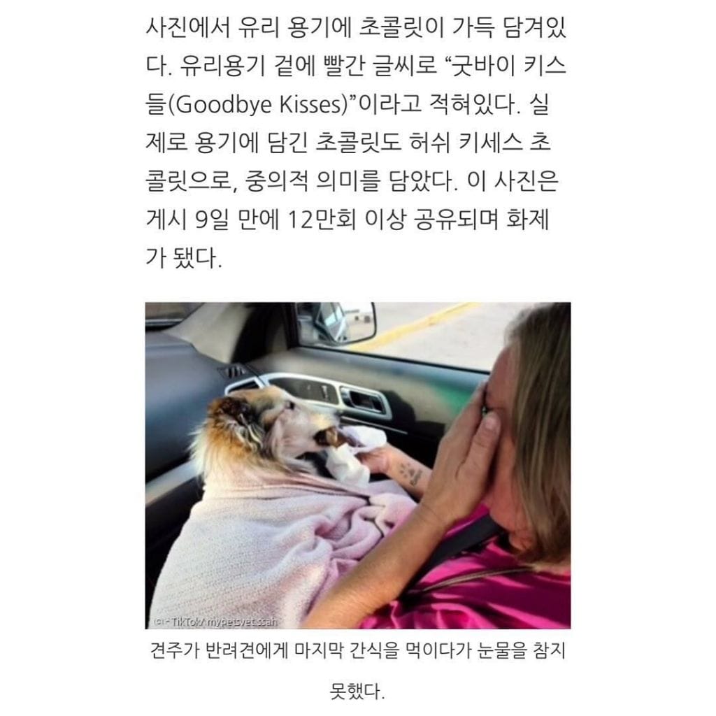 수의사가 강아지에게 초콜릿을 주는 이유