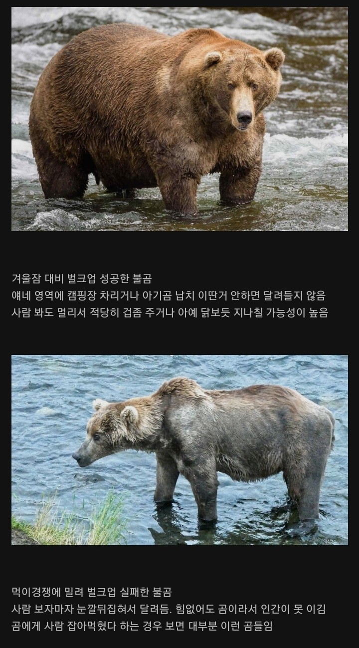 오히려 더 위험하다는 곰.jpg