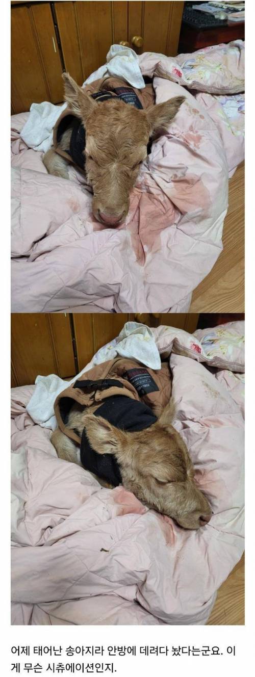 				설날에 집에 왔더니 아기한테 방 뺏김