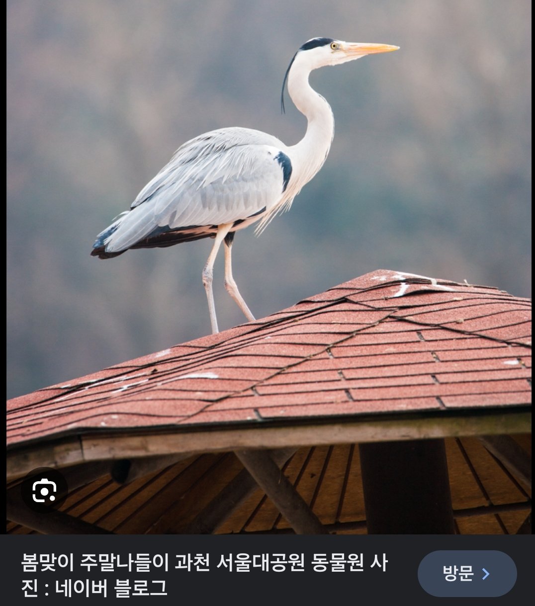 서울대공원에서는 왜가리를 사육하고 있지 않습니다.