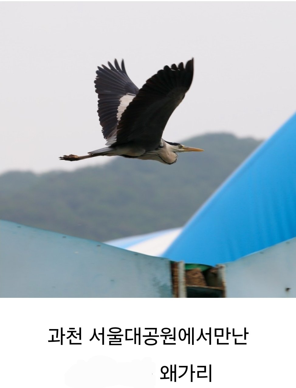 서울대공원에서는 왜가리를 사육하고 있지 않습니다.