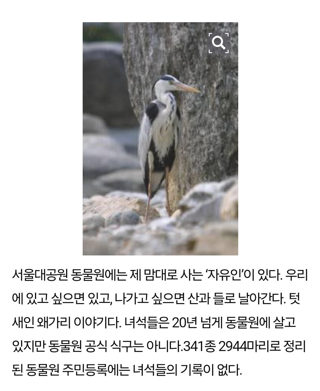 서울대공원에서는 왜가리를 사육하고 있지 않습니다.