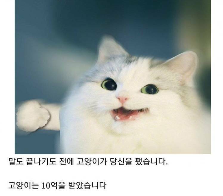 여기 고양이와 10억이 있습니다.jpg