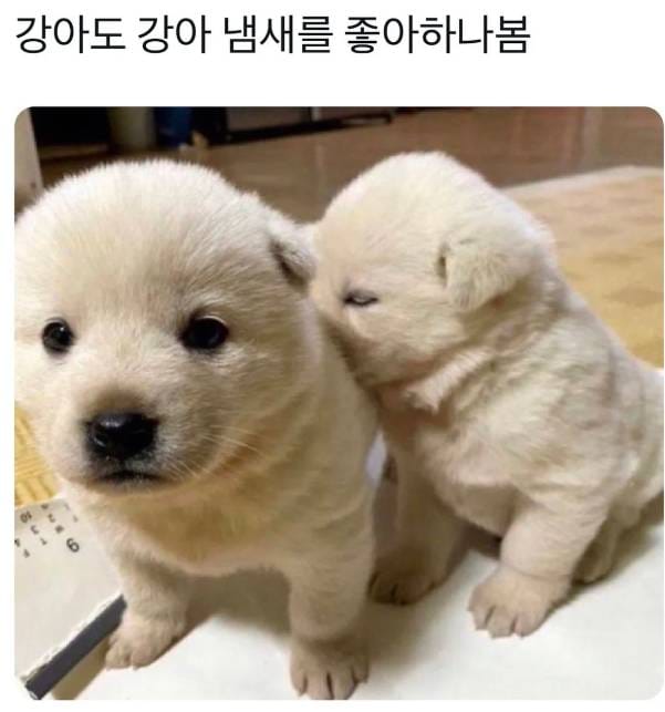 강아지도 강아지 냄새 좋아하나 봄.jpg