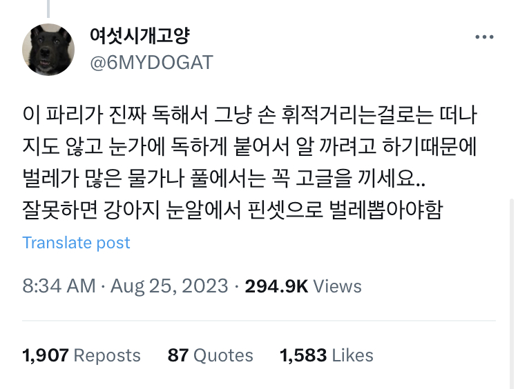 사람들 강아지 고글이 패션템인 줄 아는데.jpg