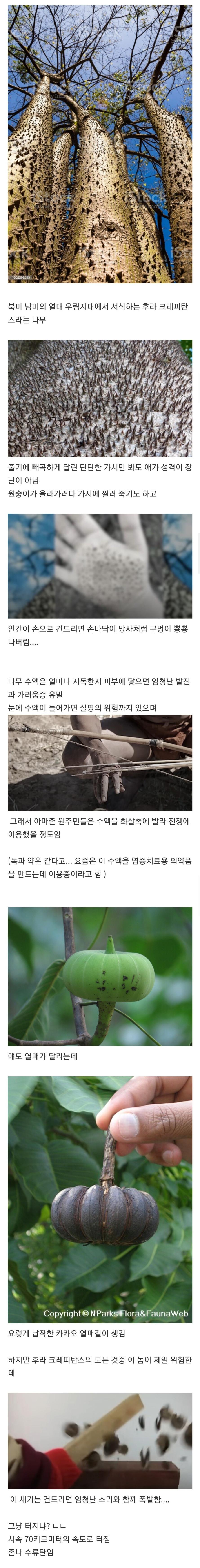 악의로 똘똘 뭉친 나무