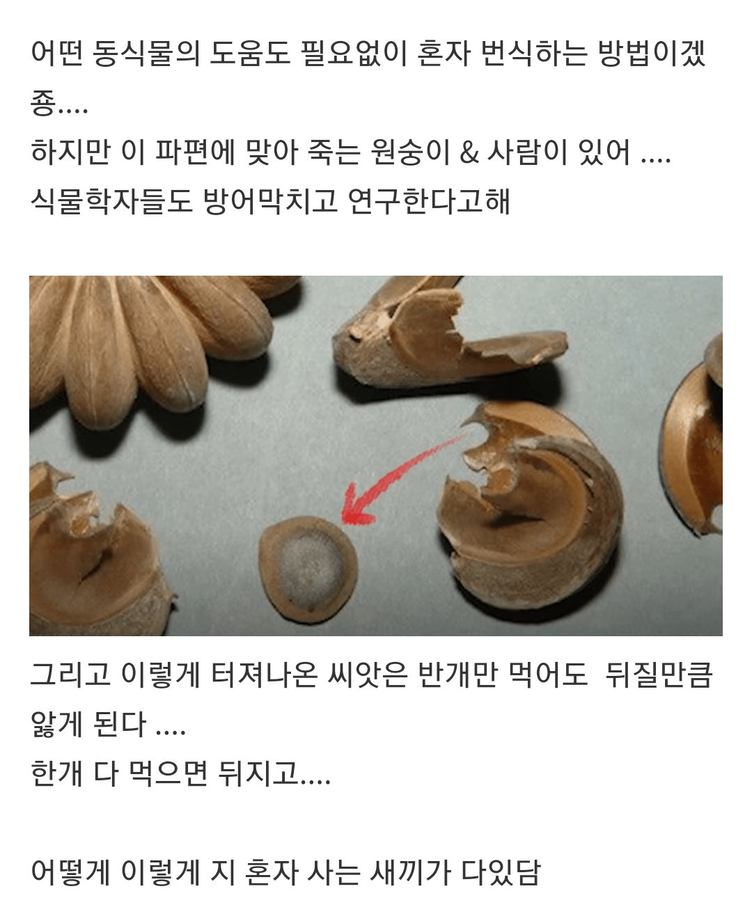 악의로 똘똘 뭉친 나무