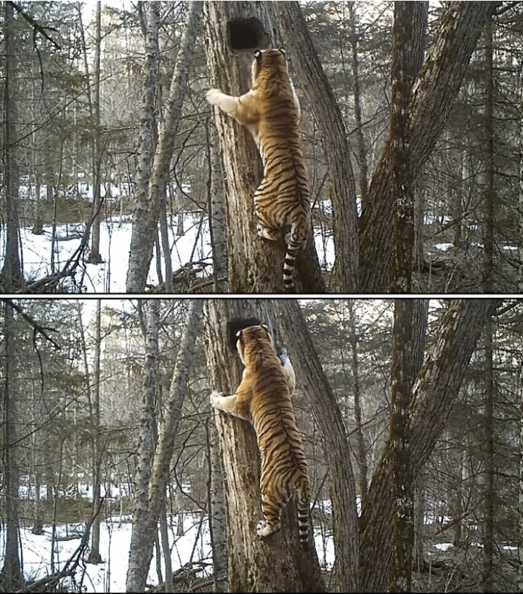곰 vs 호랑이 싸움 종결.jpg