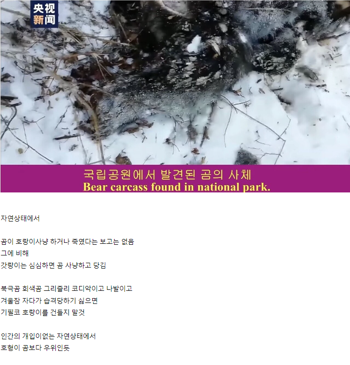 곰 vs 호랑이 싸움 종결.jpg