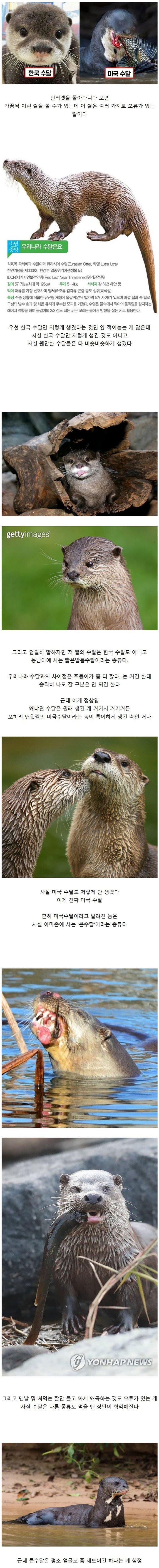 사람들이 오해하는 수달의 외형.jpg