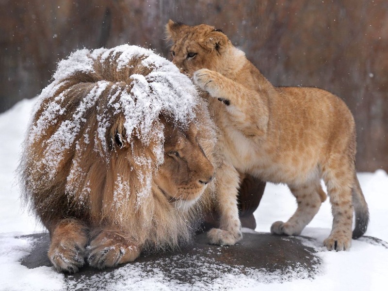 아빠 머리에 쌓인 눈을 털어주려던 아기사자 🦁