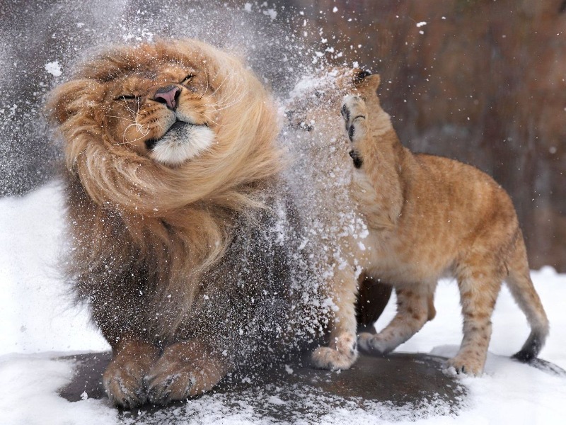 아빠 머리에 쌓인 눈을 털어주려던 아기사자 🦁