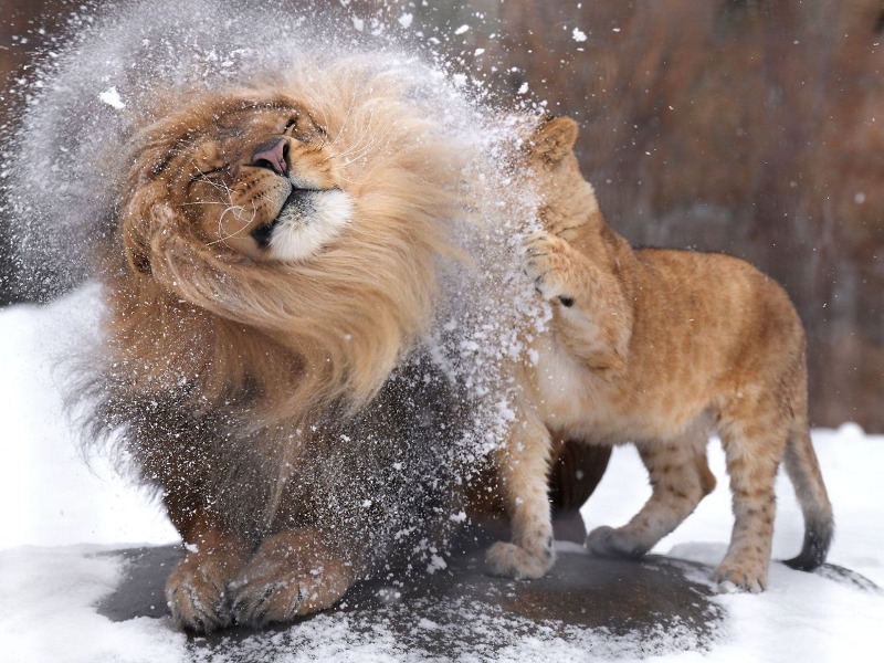 아빠 머리에 쌓인 눈을 털어주려던 아기사자 🦁