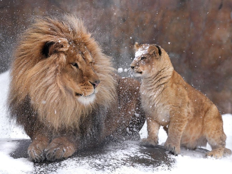 아빠 머리에 쌓인 눈을 털어주려던 아기사자 🦁