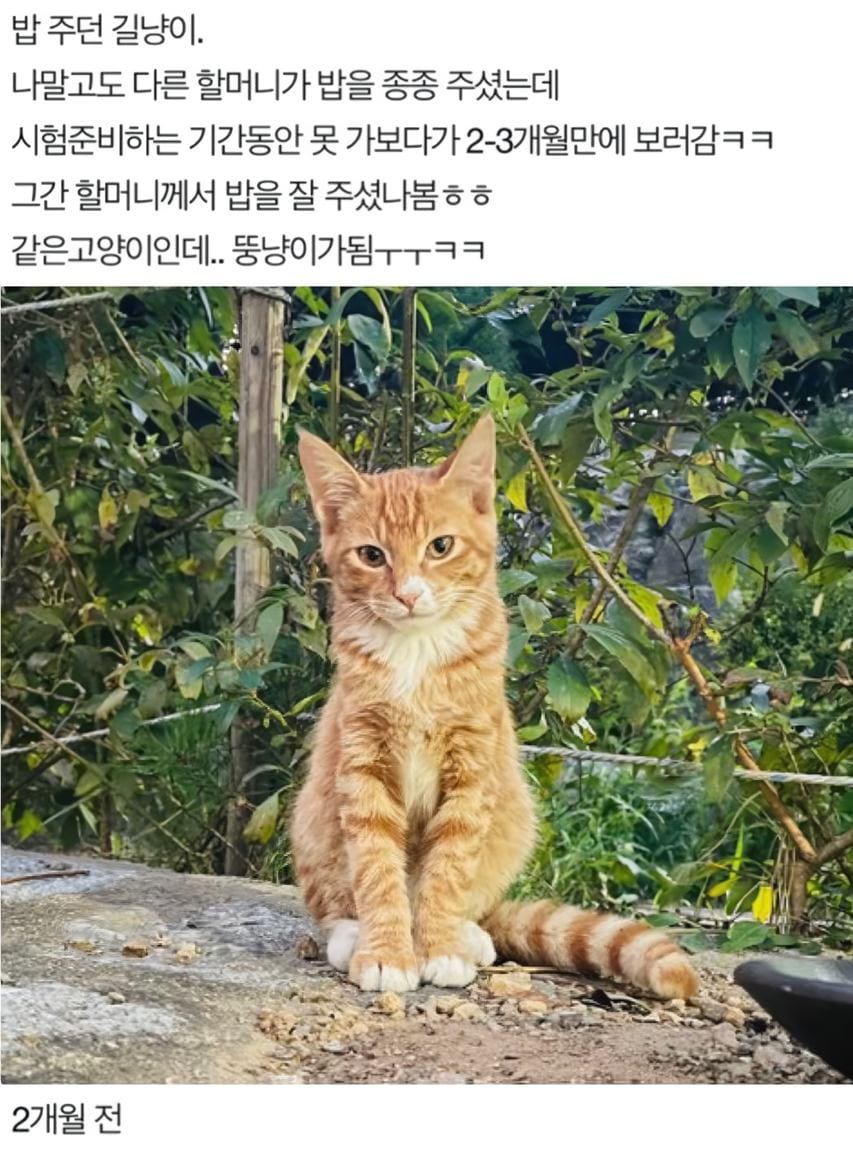 할머니가 챙겨주는 밥 야무지게 먹은 길냥이 근황