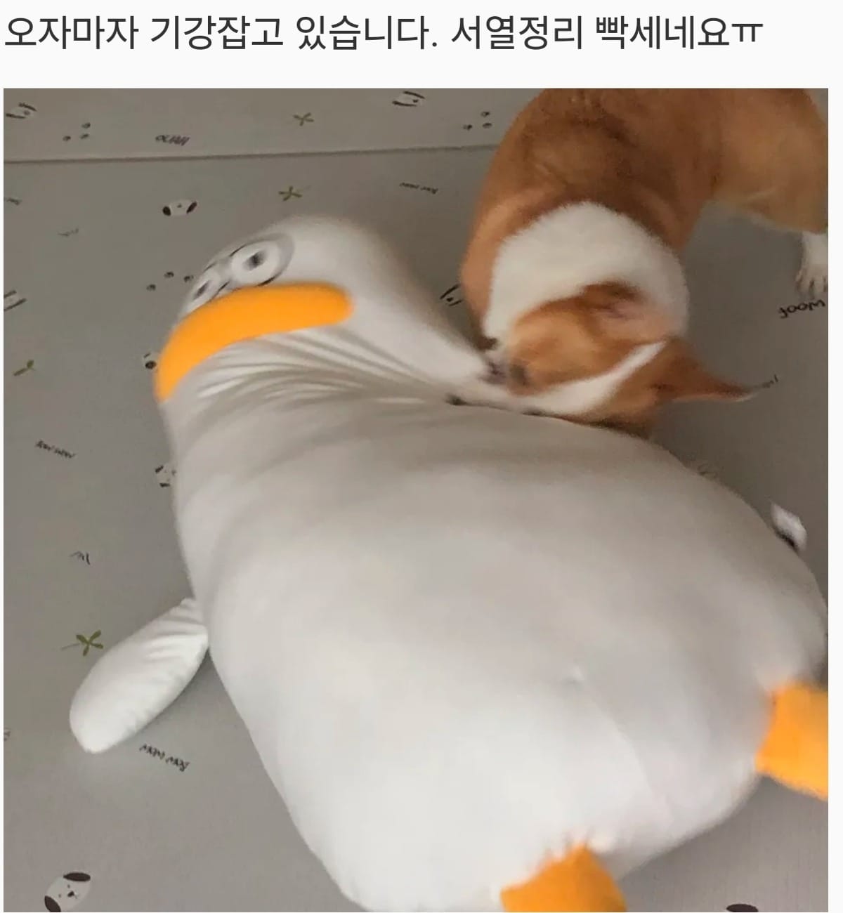 어딘가 이상한 바디 필로우 후기들