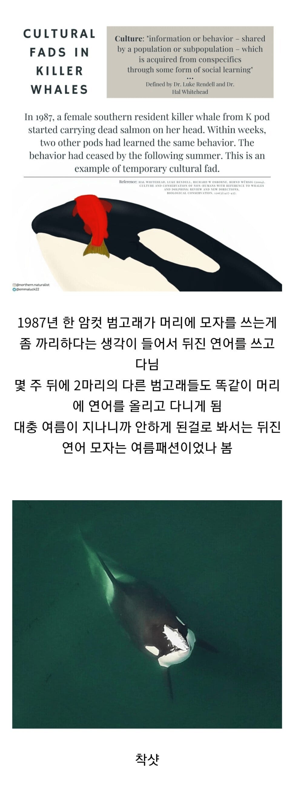 범고래 의 패션