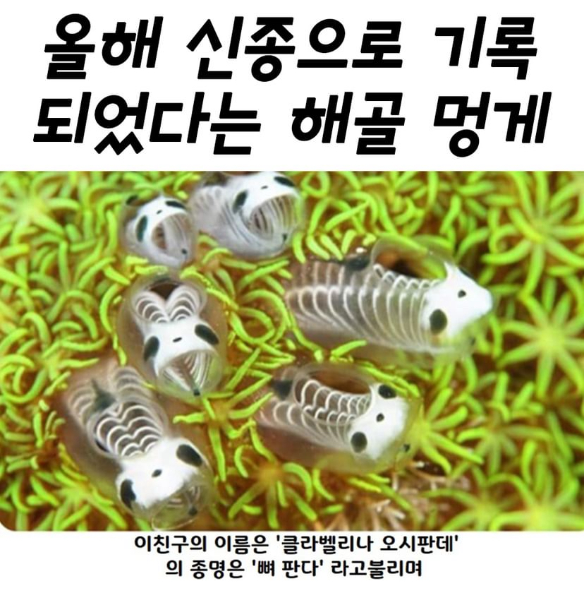 올해 신종으로 기록되었다는 해골멍게.jpg