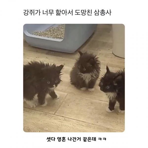 강아지가 너무 핥아서 도망온 삼총사